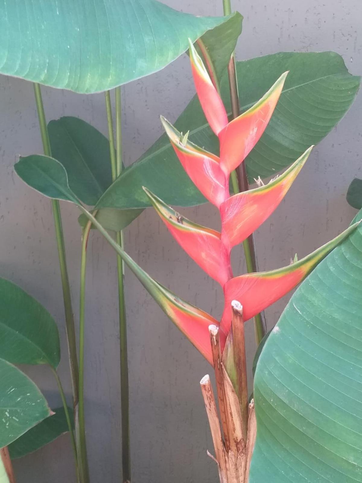 Praia de Pipa Chale Tulipa - Centro Praia Da Pipa מראה חיצוני תמונה